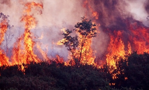 Wildfire iStock slovegrove